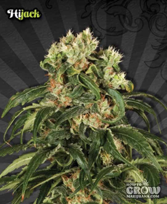 Auto – Auto Hijack Autoflowering Feminized Seeds