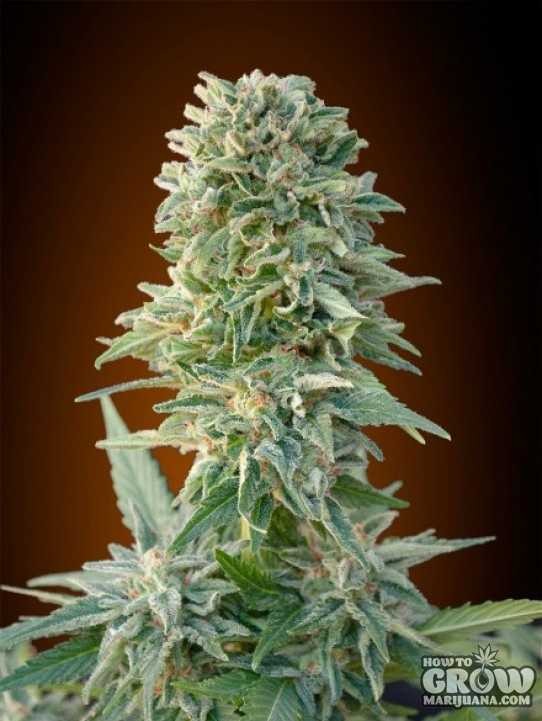 Advanced – Auto Jack Herer Feminized Seeds