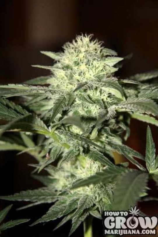 Seedsman – Automatic Moscow Seeds