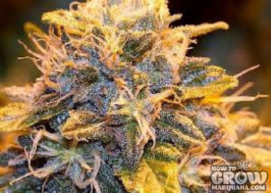 Auto Seeds – Auto Purple Cheese