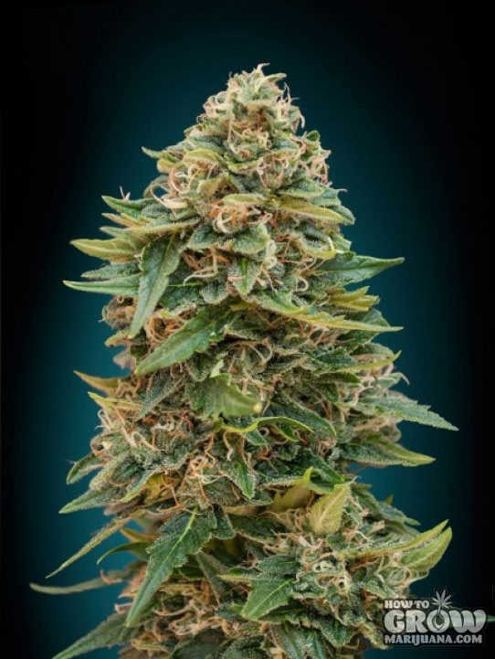 Advanced – Auto Skunk 47 Feminized Seeds