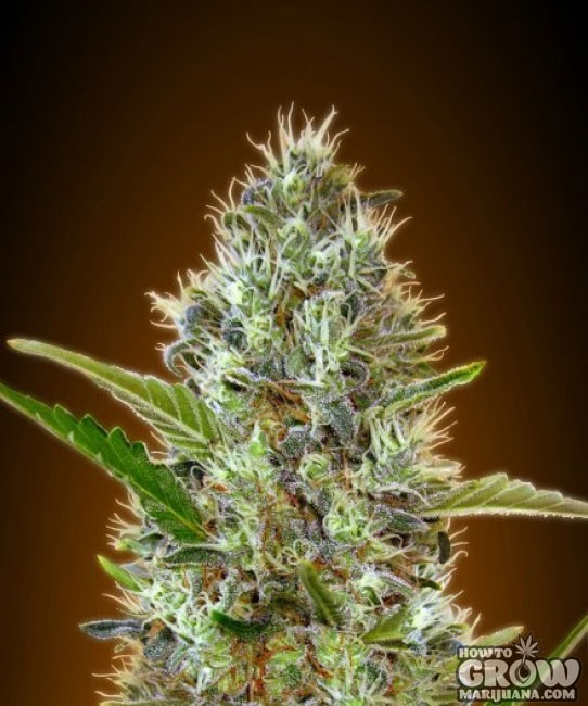 Advanced – Auto Somango Feminized Seeds