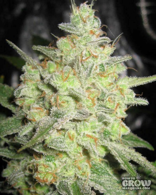 Auto – Auto Trans Siberian Autoflowering Feminized Seeds