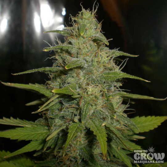 Auto – Ultra Lemon Haze Autoflowering Feminized Seeds