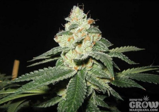 Lowlife – Automatic Great White Shark Feminized Seeds