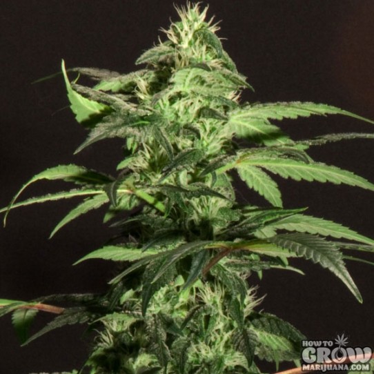 B.C. Bud Depot – Jack Herer Feminized Seeds