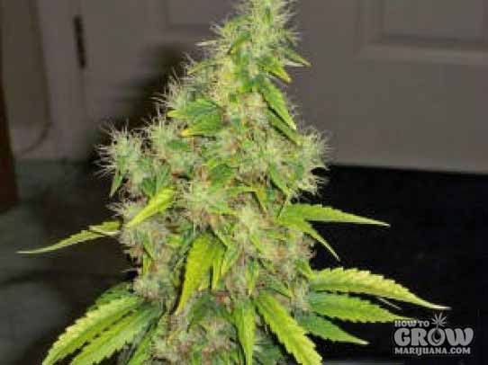 Kannabia – BCN Diesel Automatic Seeds