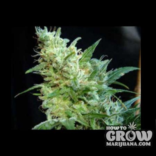 Kannabia – BCN Diesel Seeds