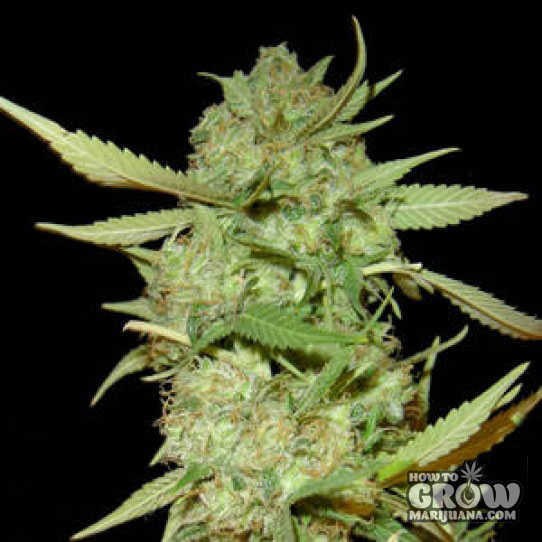 Seedism – BLZ Bud Feminized Seeds