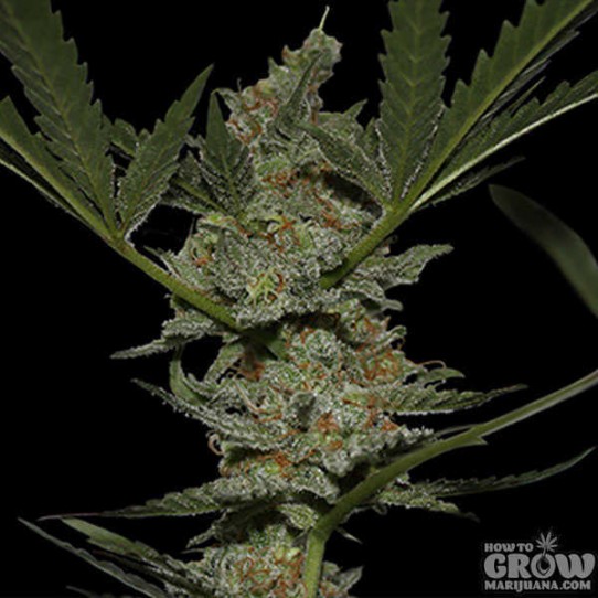 Barney’s – Acapulco Gold Feminized Seeds