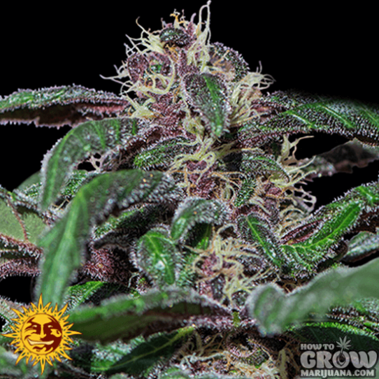 Barney’s – Ayahuasca Purple Feminized Seeds