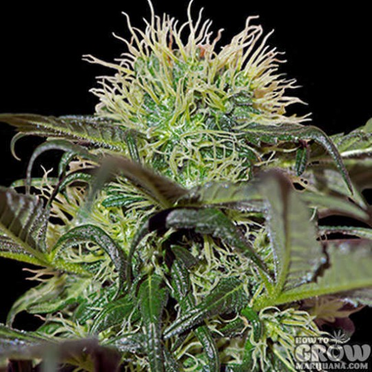 Barney’s – Bad Azz Kush Feminized Seeds