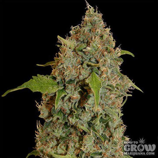 Barney’s – Chronic Thunder Feminized Seeds