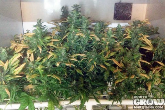 Barney’s – Cookies Kush Feminized Seeds