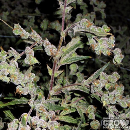 Barney’s Farm – Dr Grinspoon Feminized Seeds