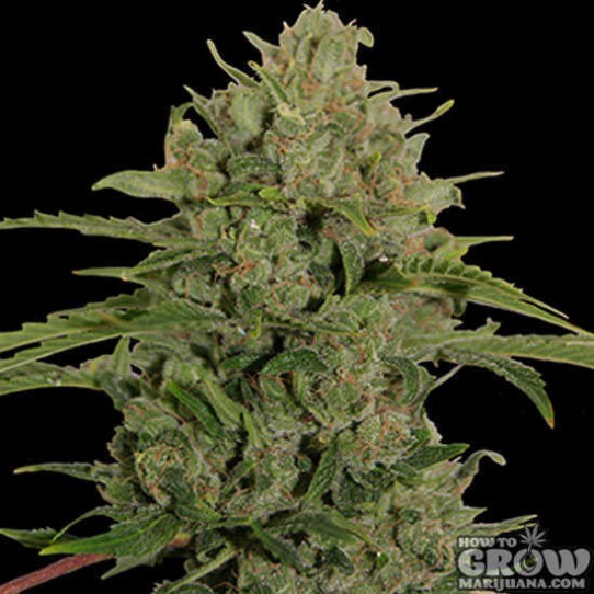 Barney’s – Triple Cheese Feminized Seeds