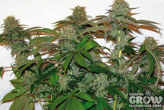 Barney’s – 8 Ball Kush Feminized Seeds