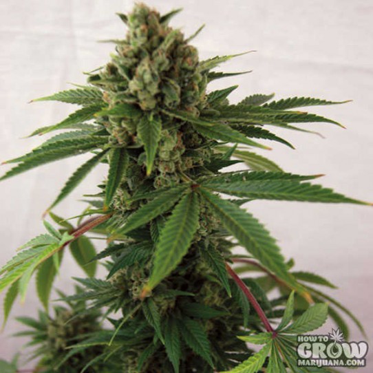 Barney’s – Auto Blue Cheese Autoflowering Feminized Seeds