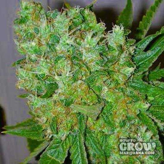 Barneys – Blue Cheese Feminized Marijuana Seeds