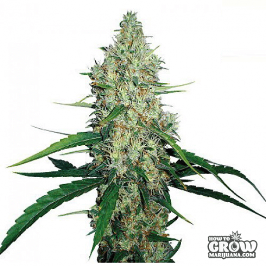 Barneys – G13 Haze Feminised Marijuana Seeds