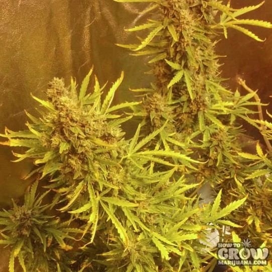 Barneys Pineapple Express Autoflowering Feminized Seeds