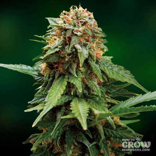 Barney’s – Tangerine Dream Feminised Seeds