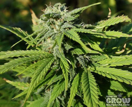 Bear Hill – Blue Streak 99 Autoflowering Seeds