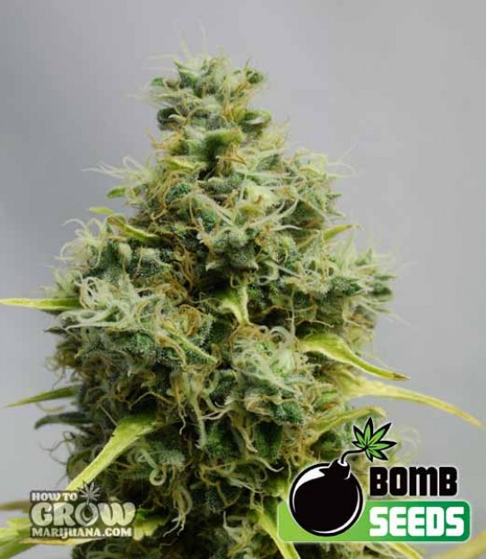 Bomb Big Bomb Feminized Seeds