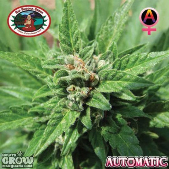 Big Buddha – Automatic Feminized Seeds