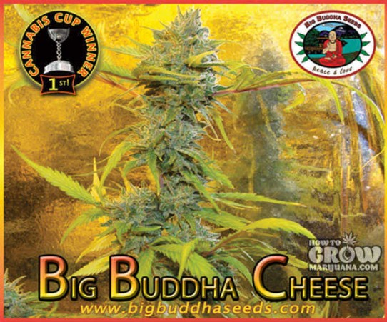 Big Buddha – Cheese X Cheese Reversed Feminized Seeds