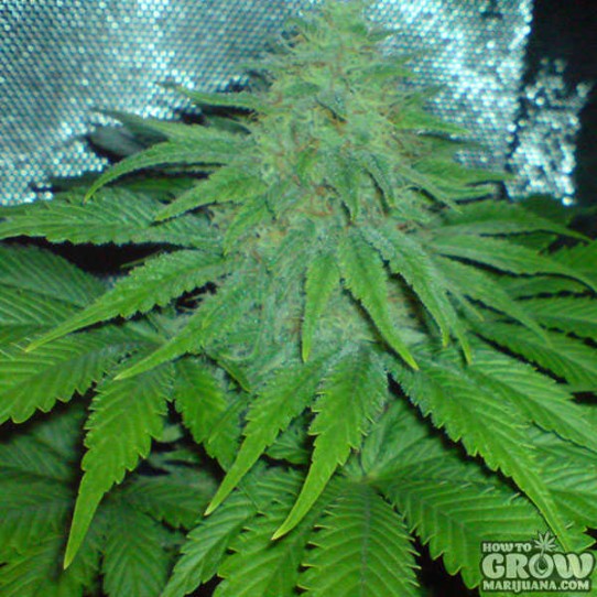 Big Buddha Cheesus Feminised Seeds