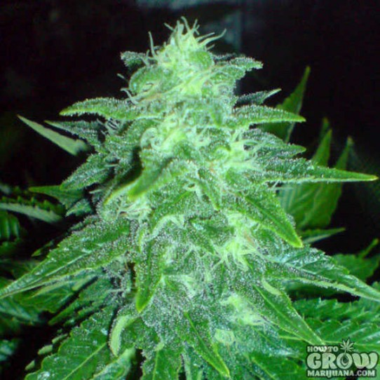 Big Buddha – Cheesy Dick Feminised Seeds