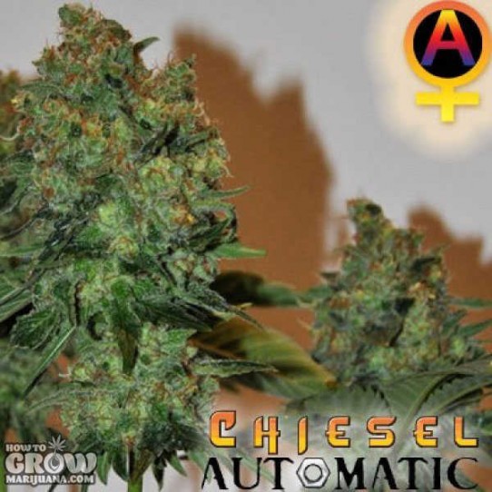 Big Buddha – Chiesel Automatic Feminized Seeds