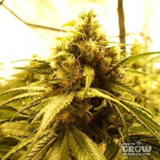 Big Buddha – Chiesel Feminized Seeds