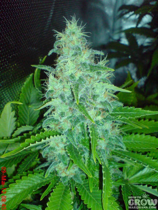 Big Buddha Freeze Cheese ‘89 Feminised Seeds