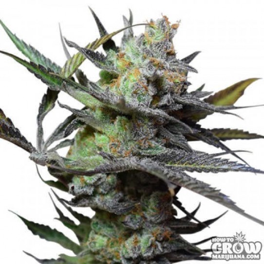 Big Buddha – King Kong Feminised Seeds