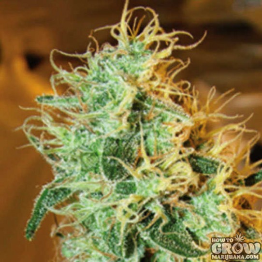 Big Buddha Silver Cheese Feminised Seeds