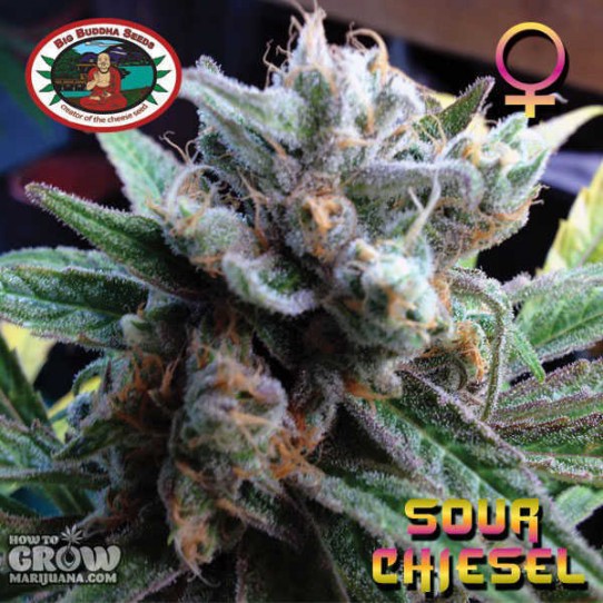 Big Buddha – Sour Chiesel Feminised Seeds