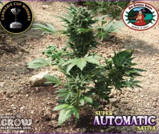 Big Buddha – Super Automatic Sativa S.A.S. Feminized Seeds