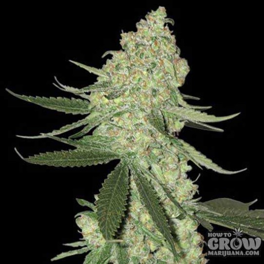 Big Head – Chuckleberry Cheese Auto Seeds