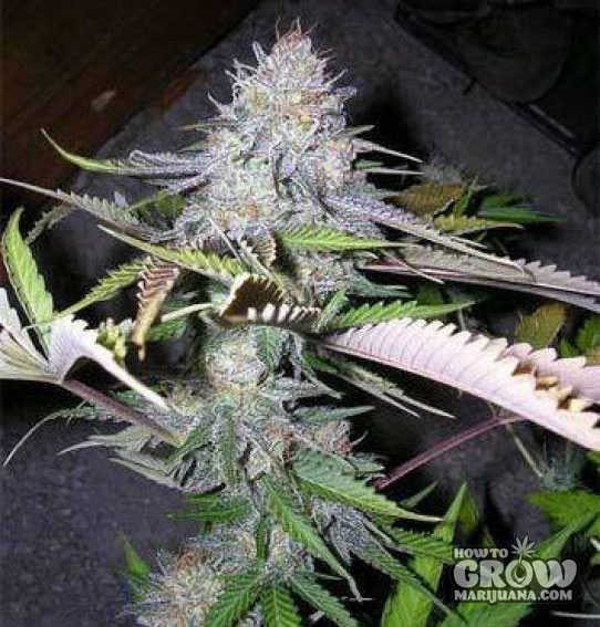 Sweet – Black Jack Feminized Marijuana Seeds