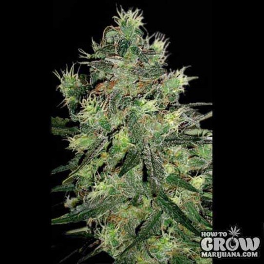 Blimburn – Sweet Automatic Seeds