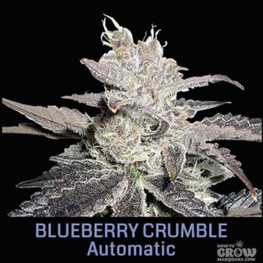 Big Head – Blueberry Crumble Automatic Feminized Seeds