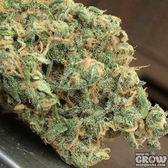 Homegrown Fantaseeds – Blue Haze Autoflowering Feminized Seeds