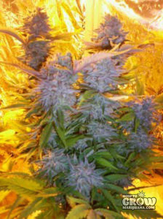 Barney’s Farm – Blue Mammoth Feminized Seeds