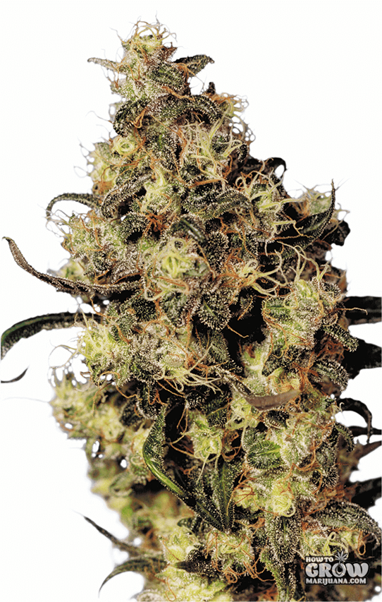 Dutch Passion/DJ Short – Blue Velvet Feminized Seeds