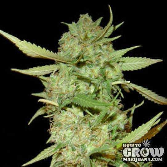 Sweet – Botafumeiros Feminised Seeds