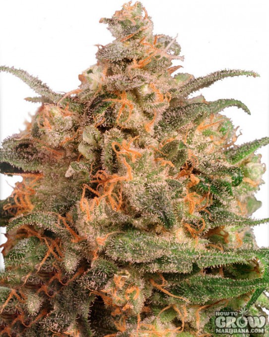 Dutch Passion – Brainstorm® Feminized Seeds