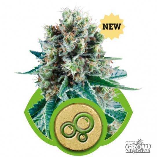 Royal Queen – Bubble Kush Automatic Seeds