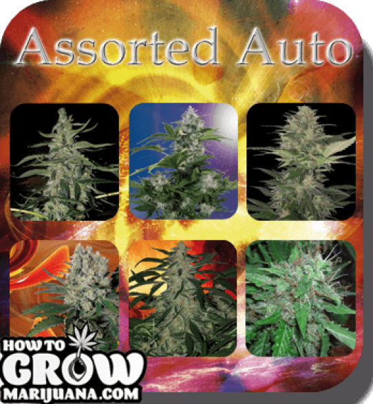 Buddha Assorted Auto Feminised Seeds